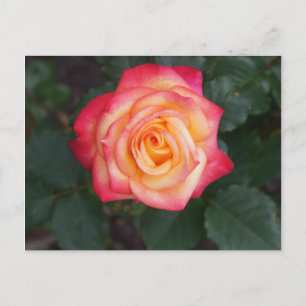 Dream Come - wahre Rose #1 Postkarte