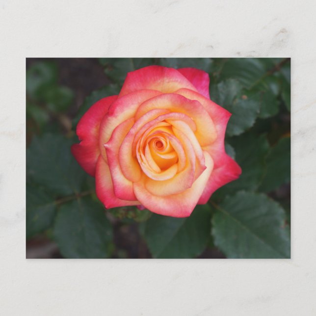 Dream Come - wahre Rose #1 Postkarte (Vorderseite)