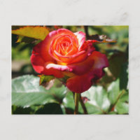 Dream Come - wahre Rose #2-2 Postkarte