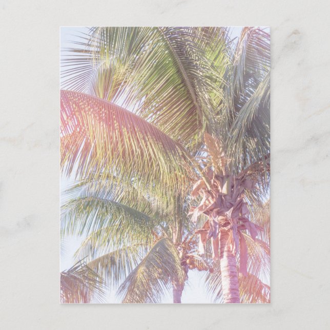 Dream Palm Tree Postkarte (Vorderseite)