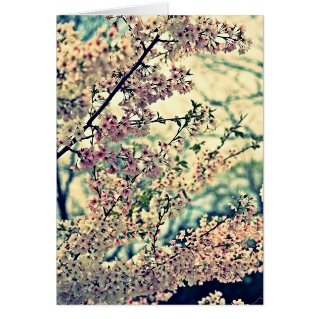 Dreame Explosion (unbedruckte Innenseite) (Vorne)