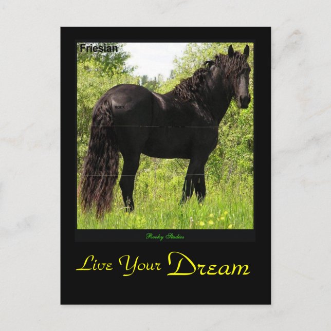 Dreamin' Friesian Postcard Postkarte (Vorderseite)