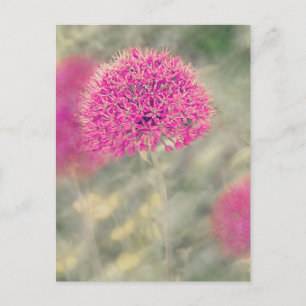 Dreamy Alliums Postkarte