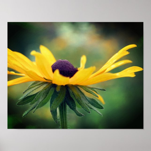 Dreamy Black Mit Augen Susan Daisy Blume Poster (Vorne)
