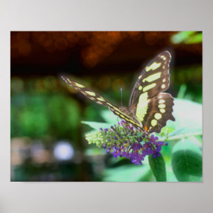 Dreamy Butterfly on Blume Nature Poster
