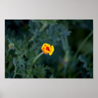 Dreamy California Mohn Poster