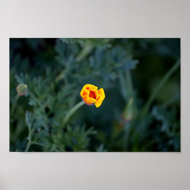 Dreamy California Mohn Poster (Vorne)