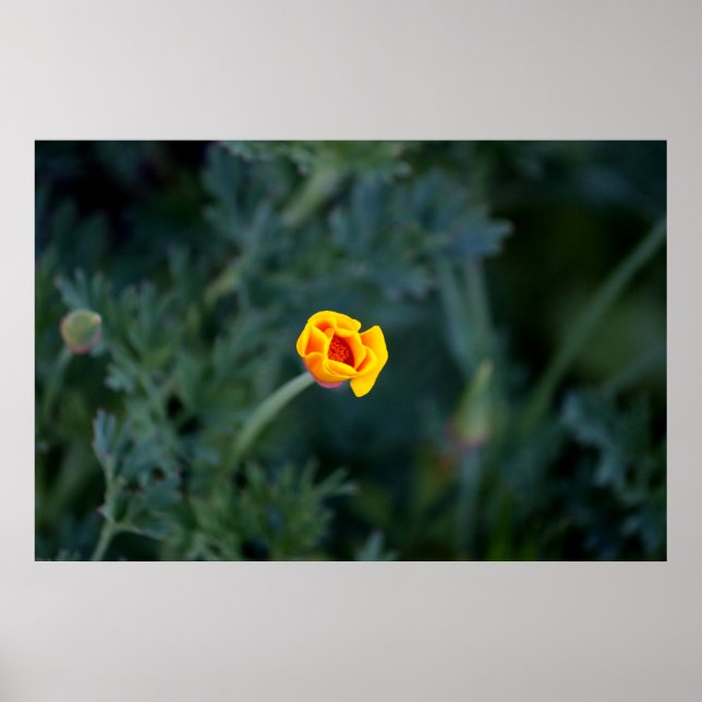 Dreamy California Mohn Poster (Vorne)