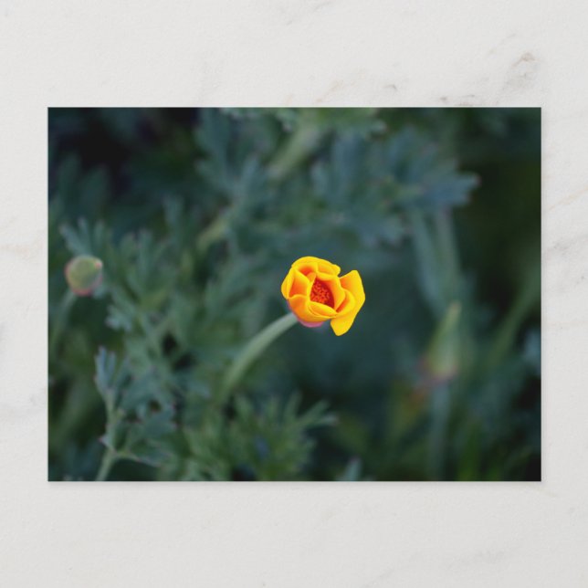 Dreamy California Mohn Poster Postkarte (Vorderseite)