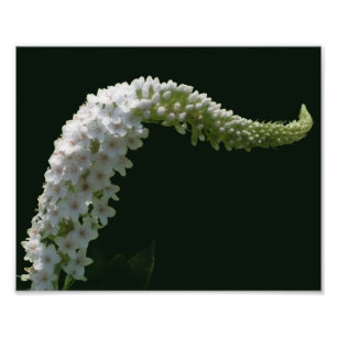 Dreamy Curling White Wildblume 8x10 Fotodruck
