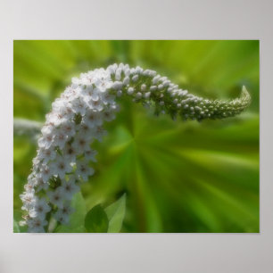 Dreamy Curling White Wildblume Poster