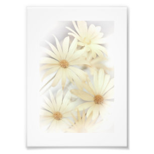 Dreamy Daisies 2 Fotodruck