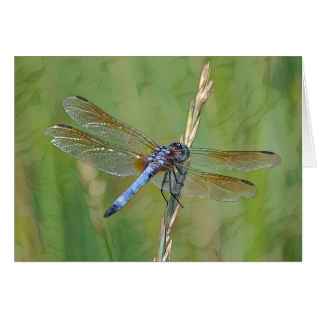 Dreamy Dragonfly (Vorderseite (Horizontal))