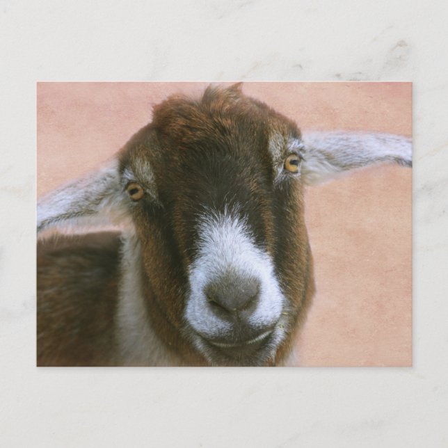Dreamy Handsome Goat Postcard Postkarte (Vorderseite)