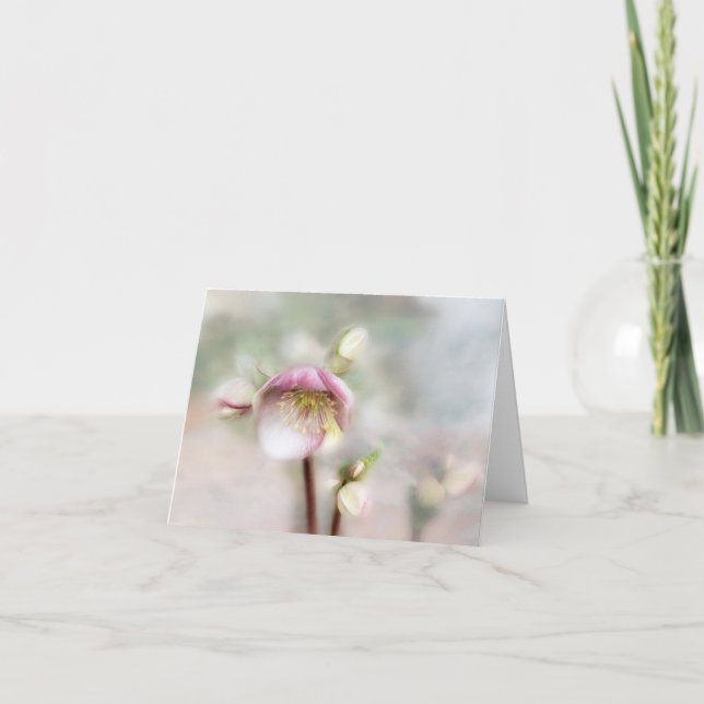 Dreamy Helleborus Blume (Vorderseite)