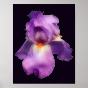 Dreamy Lavender Bartded Iris Blume Poster