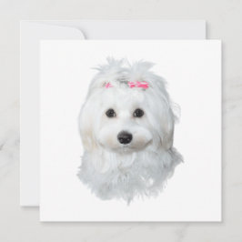 Dreamy Maltese Delightful Pup