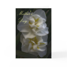 Dreamy Narcissus Daffodils Mama Day