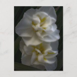Dreamy Narcissus Postkarte