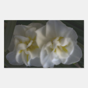 Dreamy Narcissus Rechteckiger Aufkleber