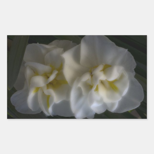 Dreamy Narcissus Rechteckiger Aufkleber (Vorderseite)