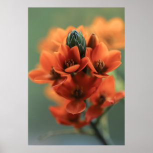 Dreamy Orange Chincherinchee Blume Poster