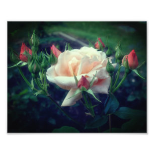 Dreamy Peach Rose und Buds 8x10 Fotodruck