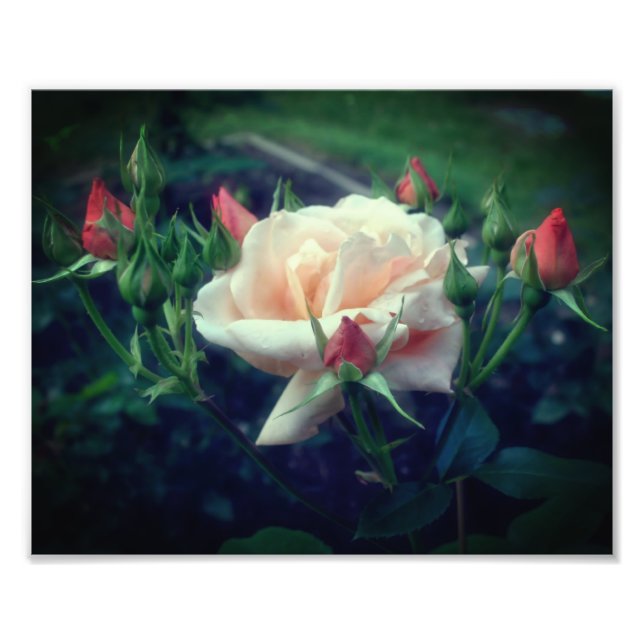 Dreamy Peach Rose und Buds 8x10 Fotodruck (Vorne)