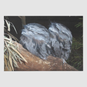 "Dreamy Perch: Sleepy Tawny Frogmouth Owls" Seidenpapier