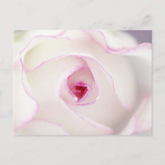 Dreamy Rose Postkarte (Vorderseite)