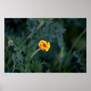 Dreamy teilweise geschlossen Kalifornien Mohn Poster