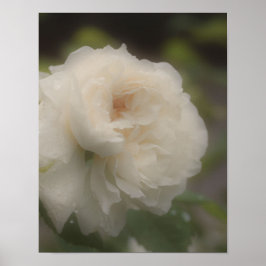 Dreamy White Rose Blume Poster