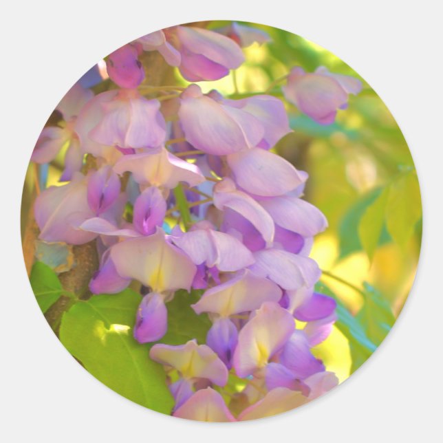 Dreamy Wisteria Blume Runder Aufkleber (Vorderseite)