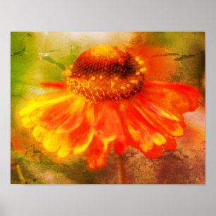 Dreamy Zinnia Blume Kunstgestört Poster