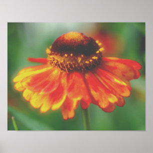 Dreamy Zinnia Blume Poster