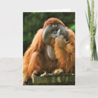 Drehend Affe-Orangutan - Geburtstag