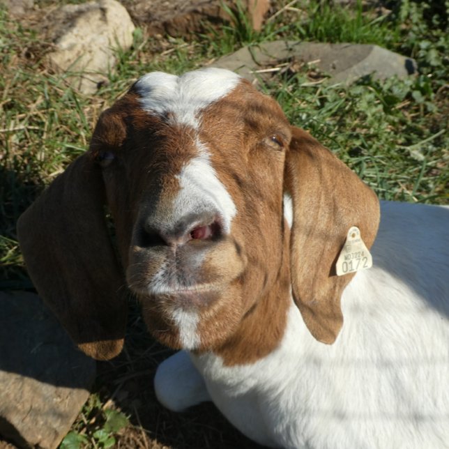 Drehkissen mit Ziegenbild Kissen (Von Creator hochgeladen)