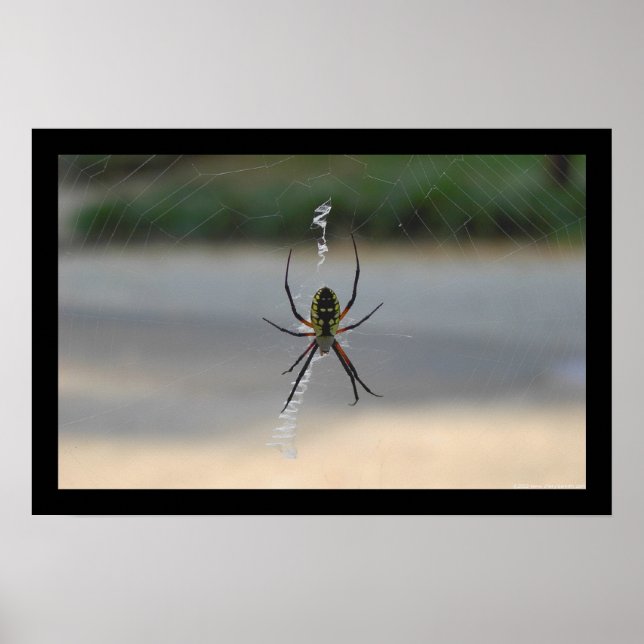 Drehspinne (Argiope Aurantia) Poster (Vorne)