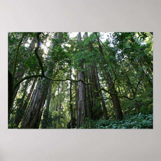 "Drehung", Muir Woods Poster (Vorne)