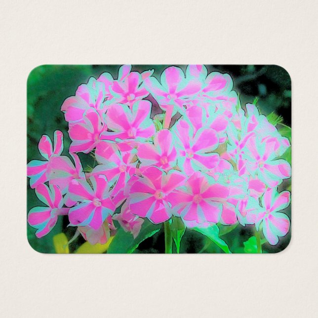 Drehung Phlox (Pink und Weiß) (Vorderseite)