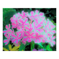 Drehung Phlox (Pink und Weiß)
