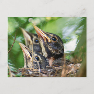 Drei Amigo's (Babyrobinen in einem Nest) Postkarte