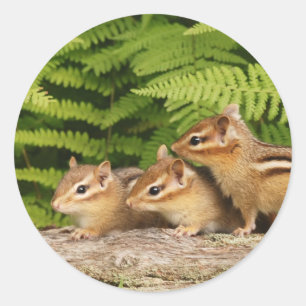 drei Baby Chipmunks Runder Aufkleber