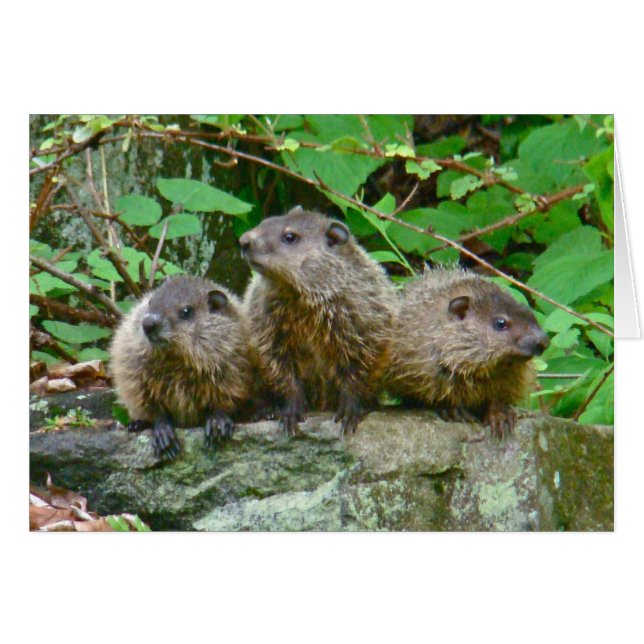 Drei Baby Groundhogs (Vorderseite (Horizontal))