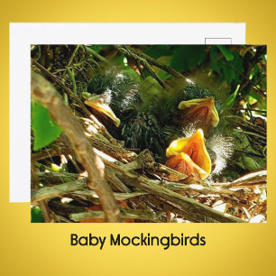 Drei Baby Spottdrosseln im Nest - Wildtierfoto Postkarte