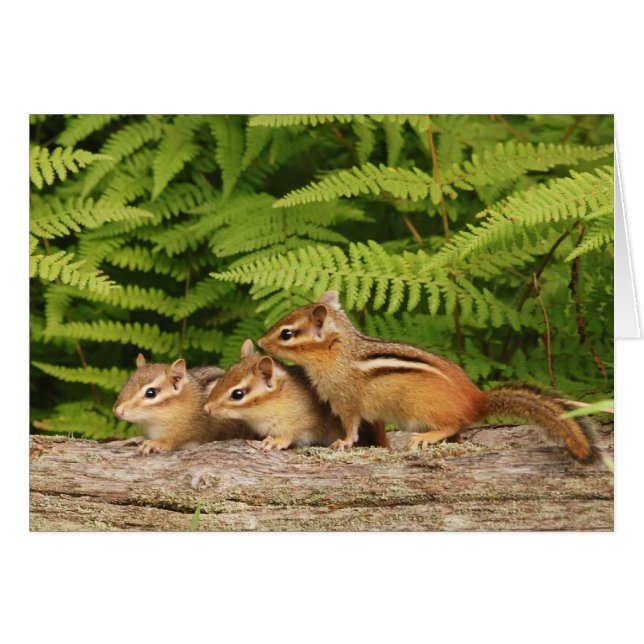 drei Babychipmunken (Vorderseite (Horizontal))