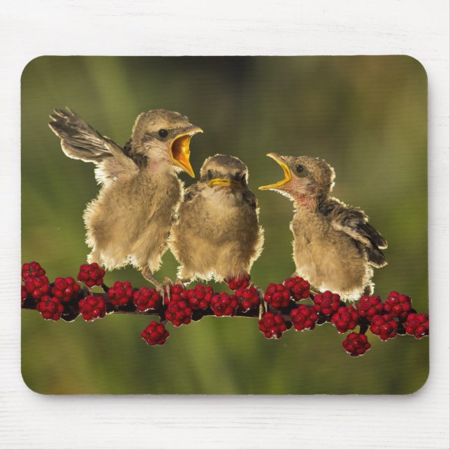 Drei BabyLanius Schach Vögel Mousepad (Vorne)