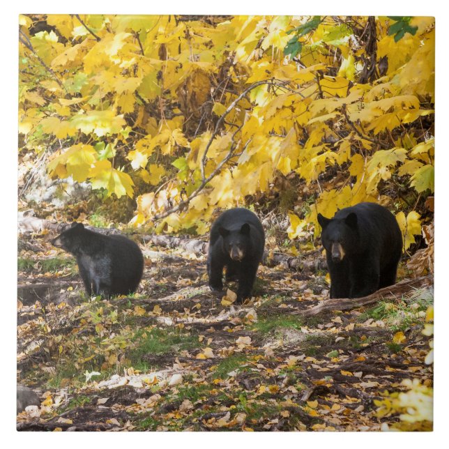 Drei Bären Fliese (Vorderseite)