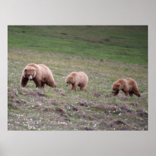 Drei-Bären-Foto Poster