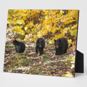 Drei Bären Fotoplatte